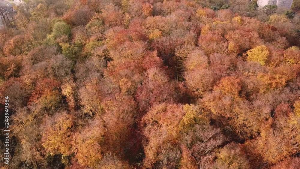 Autumn Aerial View Beautiful Forest Germany Near Giessen Autumn Aerial View Beautiful Forest Germany Near Giessen