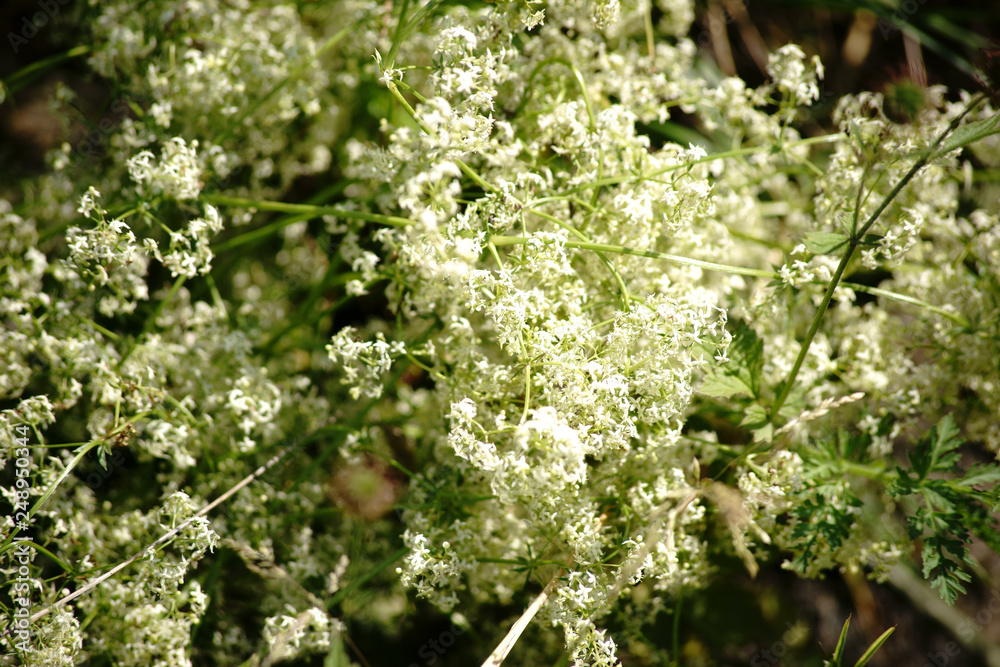 Die Draufsicht auf eine Wildwiese mit den weißen Blüten der Schafgarbe. .. Die Draufsicht auf eine Wildwiese mit den weißen Blüten der Schafgarbe. ..