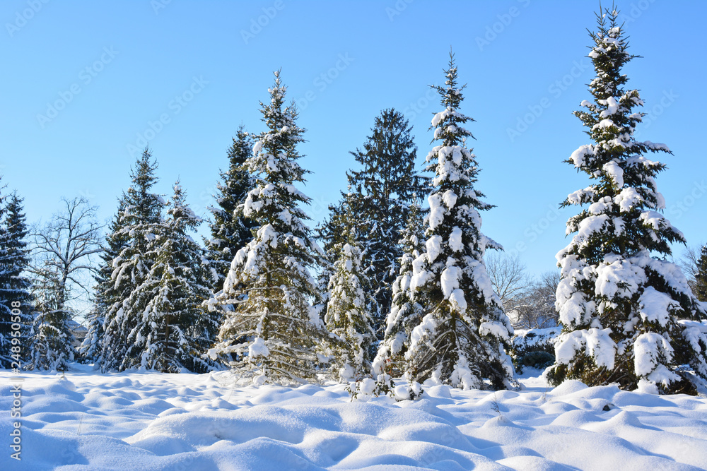 Fototapeta premium Arboretum