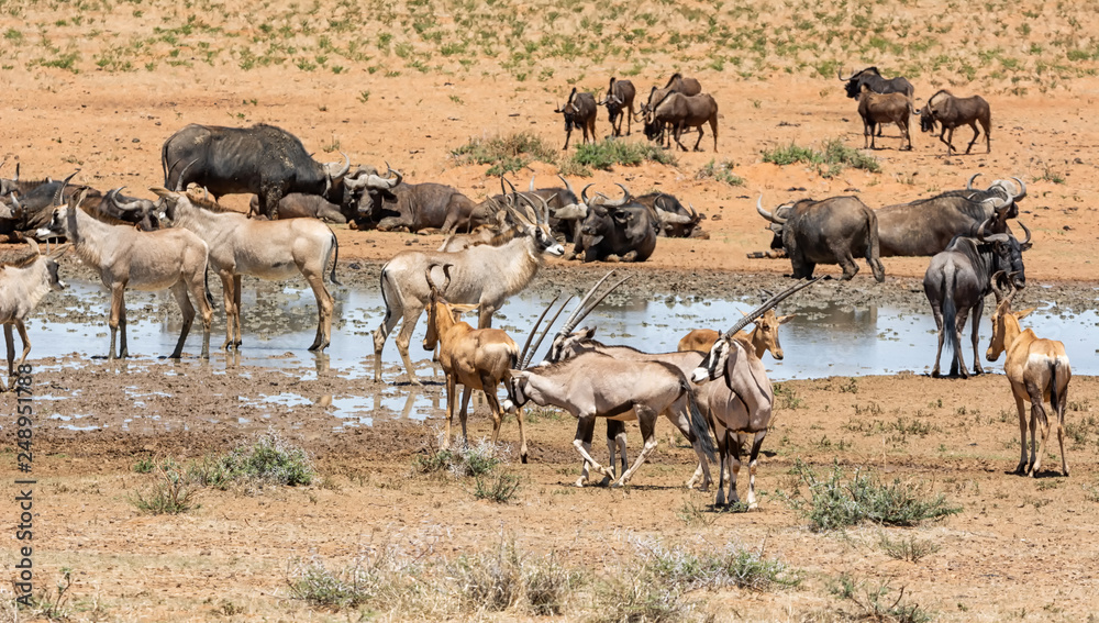 Fototapeta premium Busy Watering Hole