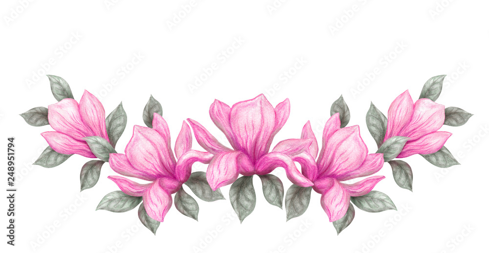 Hand drawn painting watercolor pencils and paints pink magnolia flowers isolated on white background