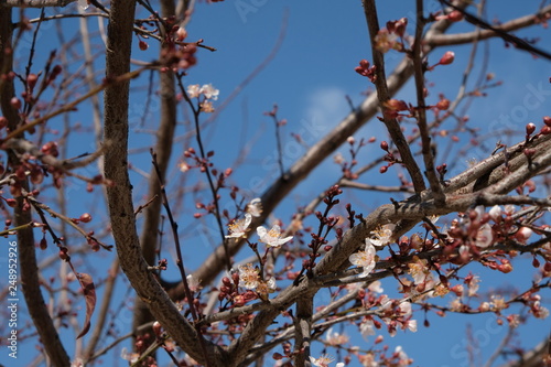 flowers on tree in the spring