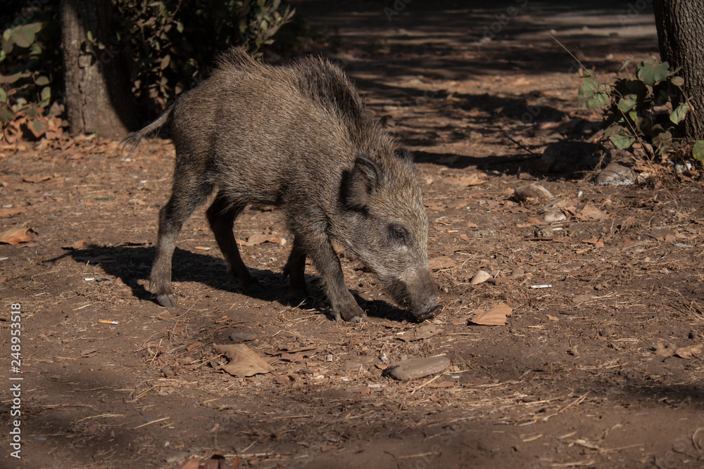 Fototapeta premium Big wild boar running between tourist in Turkey