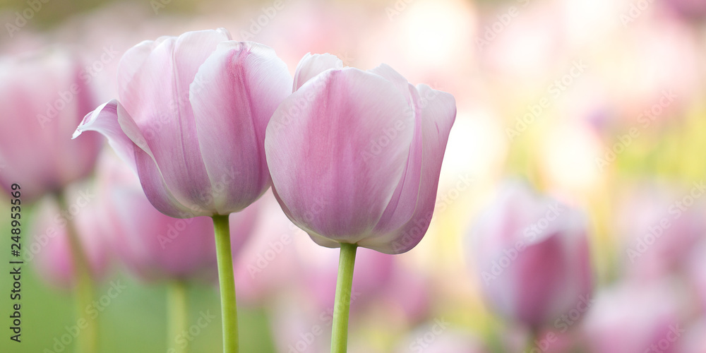 delicate pink tulips bloom in the spring sunny field delicate pink tulips bloom in the spring sunny field