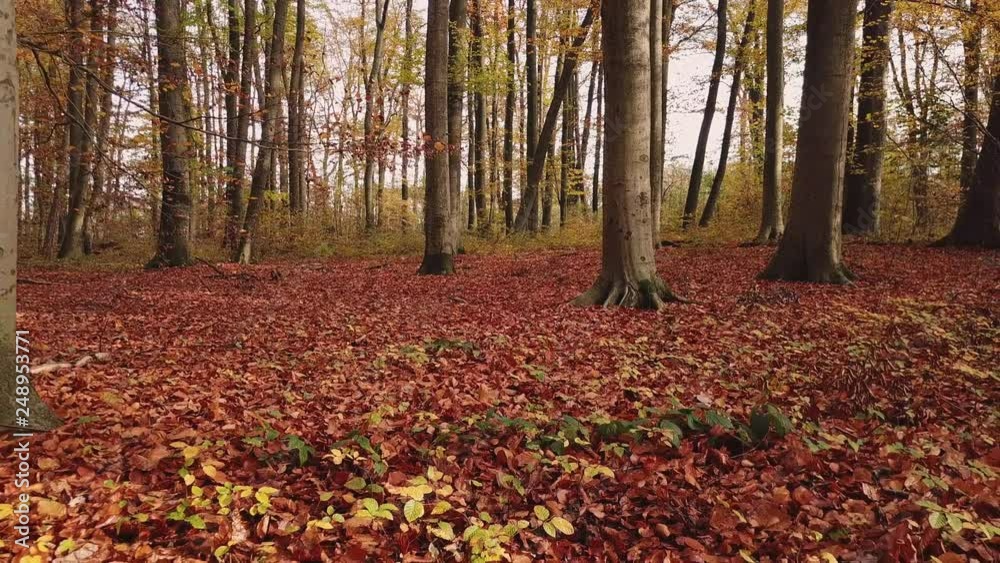 Autumn Aerial View Beautiful Forest Germany Autumn Aerial View Beautiful Forest Germany