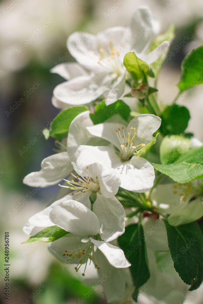 Fototapeta premium white flowers of apple tree