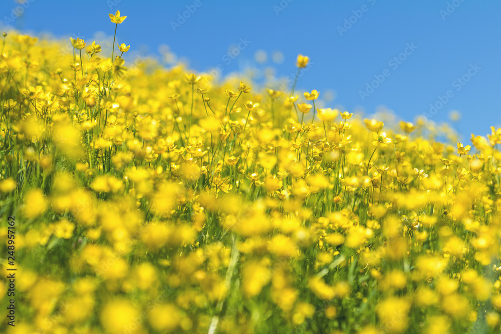 Yellow Ranunculus acris on the Spring Sunny Lawn. Beautiful Blue Sky Holiday background. Shallow depth of field Yellow Ranunculus acris on the Spring Sunny Lawn. Beautiful Blue Sky Holiday background. Shallow depth of field