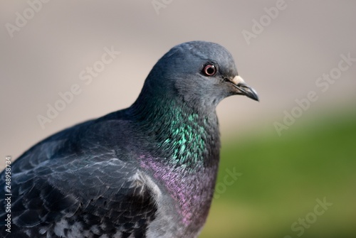 dove on blurred background