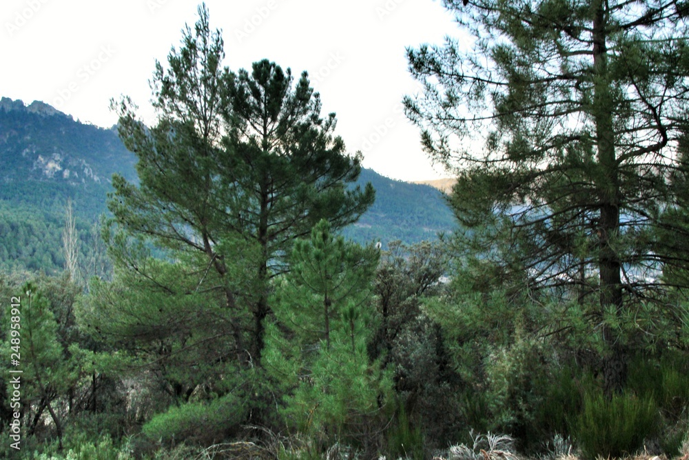 Mountain landscape with green vegetation in winter Mountain landscape with green vegetation in winter
