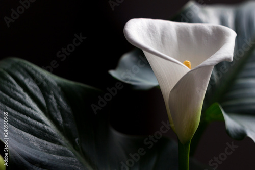 Calla - blossom beautiful white flower, houseplant, background.