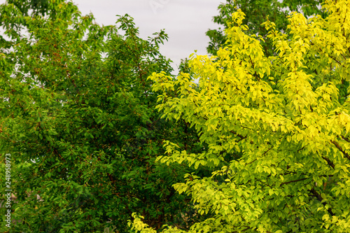 tree with green leaves and yellow in the garden