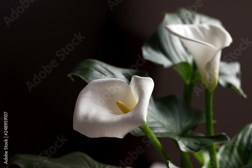 Fototapeta Naklejka Na Ścianę i Meble -  Calla - blossom beautiful white flower, houseplant, background.