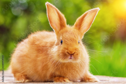 beautiful red rabbit on natural green background