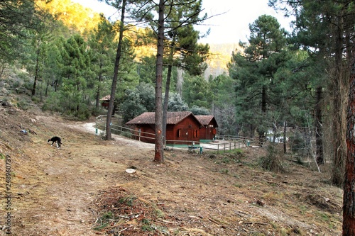 Rural wooden cabins in the forest