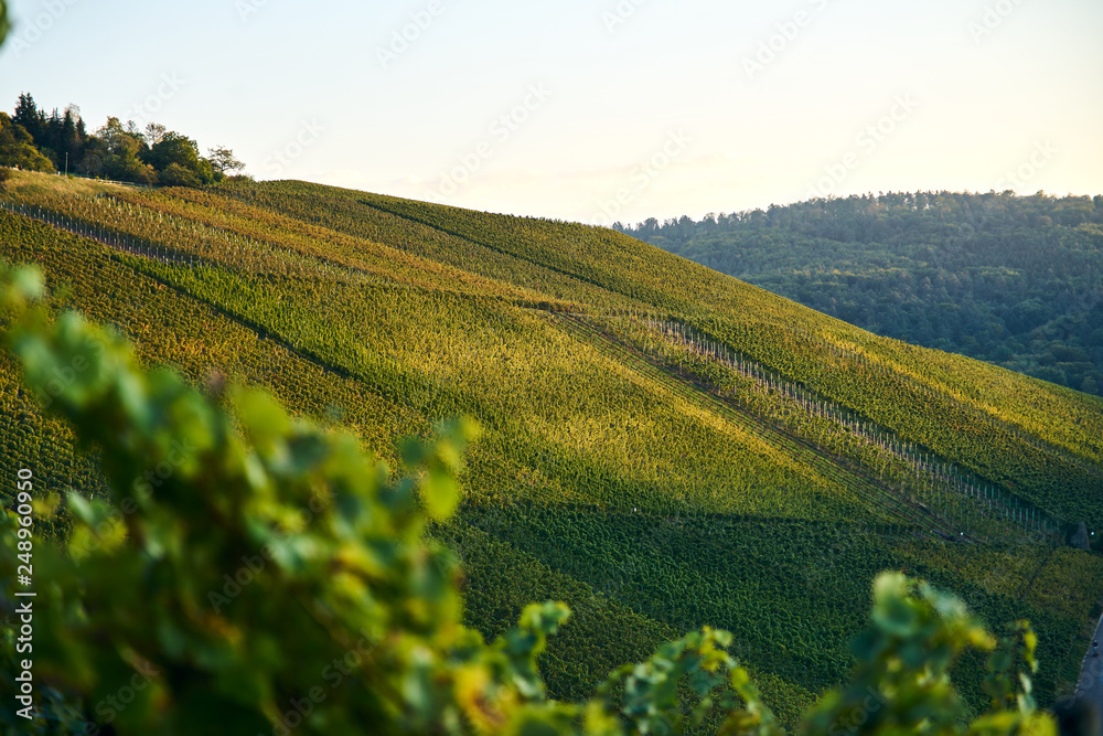 vineyards landscape on the hill from top with drone, green structure nature, dji