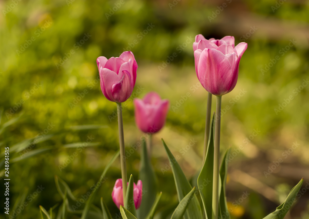 Bright pink tulips grow against the background of a green garden Bright pink tulips grow against the background of a green garden