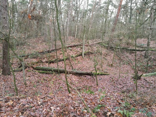 Unheimlicher Wald der Fossa Eugeniana aus dem 17. Jahrhundert am Niederrhein photo