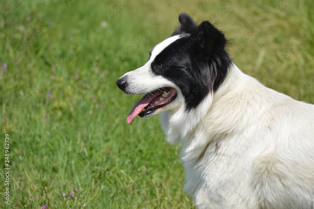chien chien
