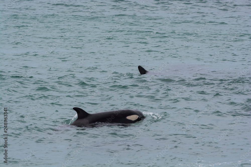 Fototapeta premium Orca hunting sea lions, Peninsula Valdes, Patagonia, Argentina