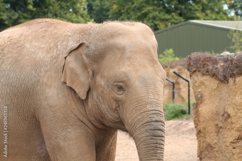 elephant in zoo 