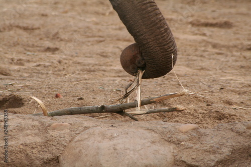 elephant keeping a wood