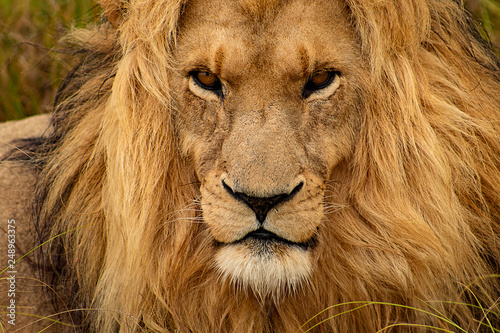 male lion portrait  magnificent  proud and self confident lion king