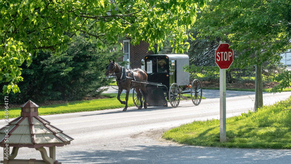 Amish Horse and Buggy 10