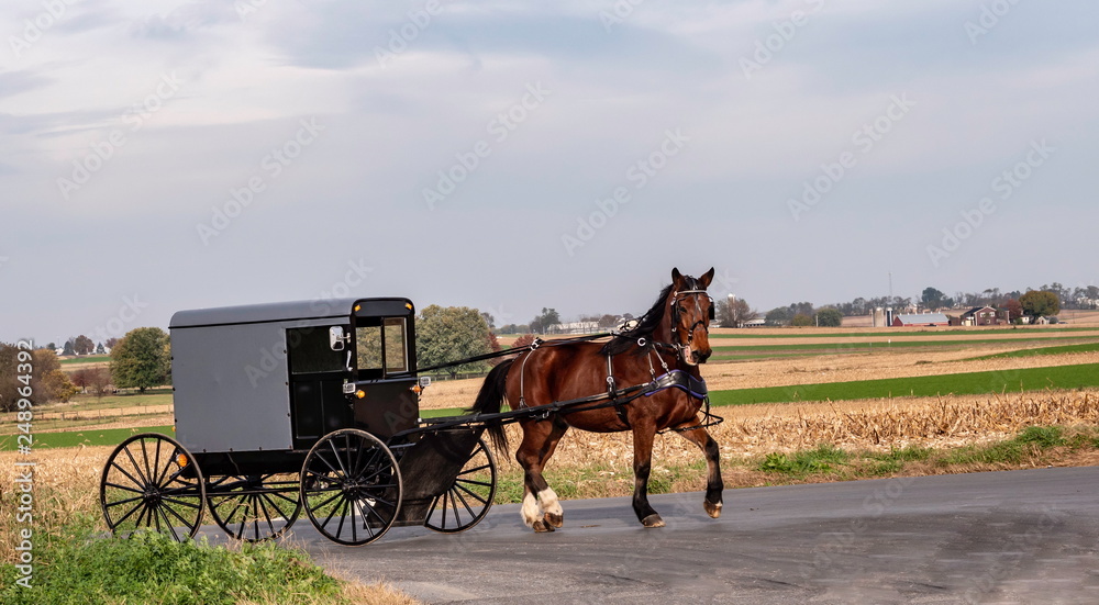 Obraz premium Amish Horse and Buggy 13