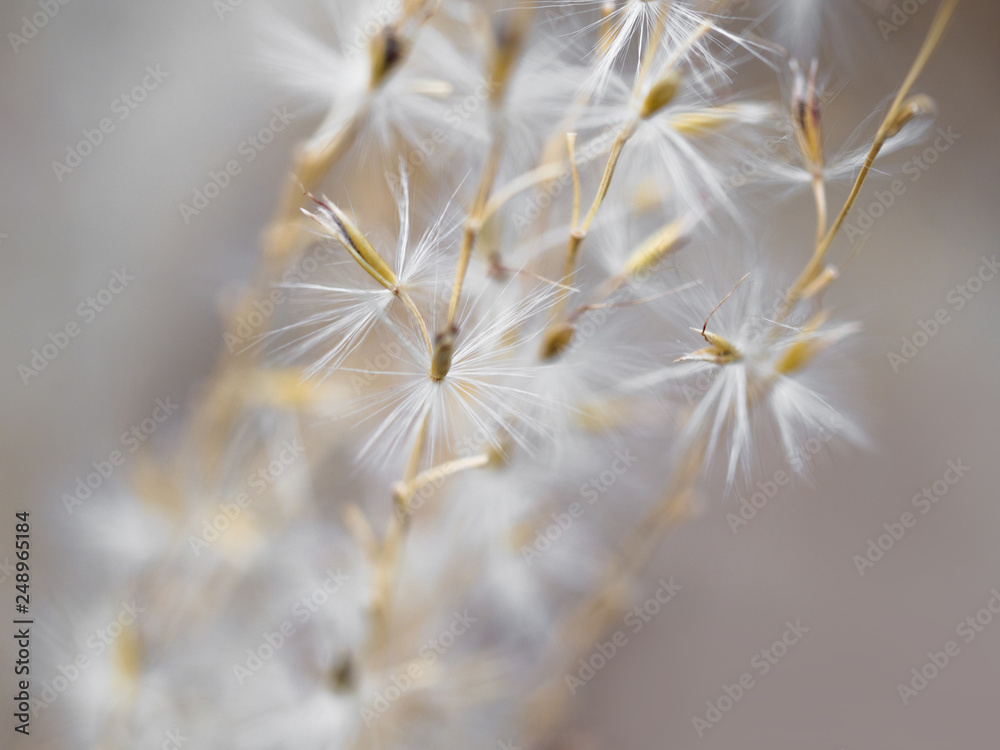 Close up wild flower background, Colorful flowers grass made with gradient for background Blurred style, postcard.