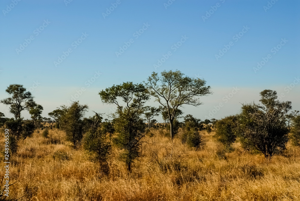 African savannah landscape