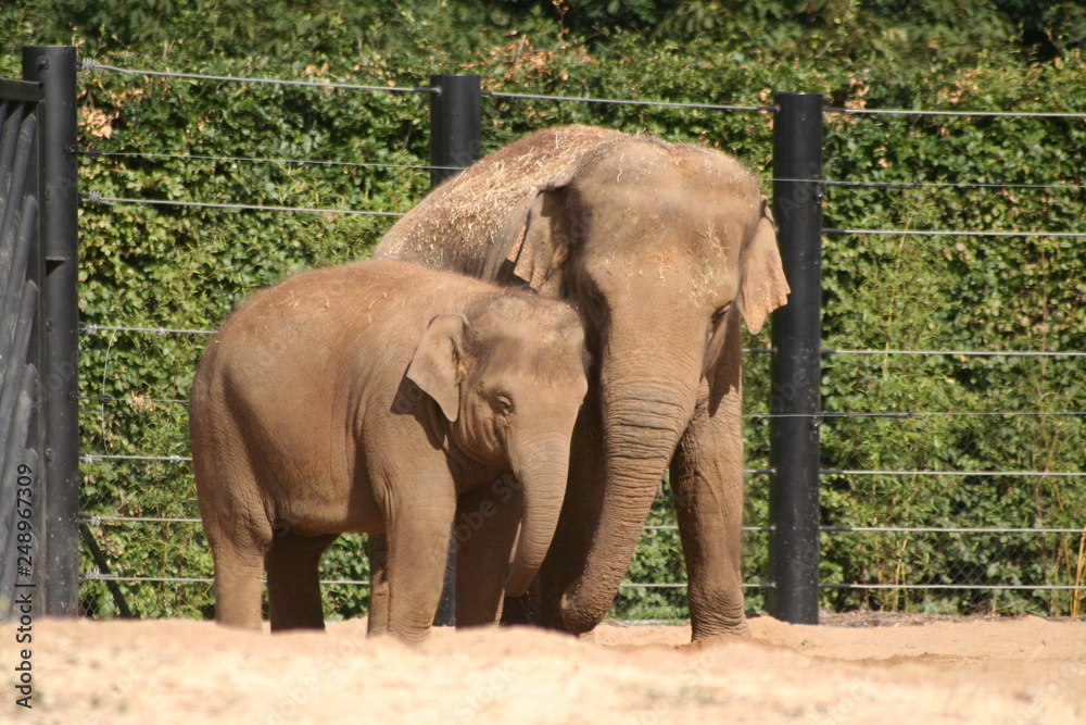 Fototapeta premium elephant family