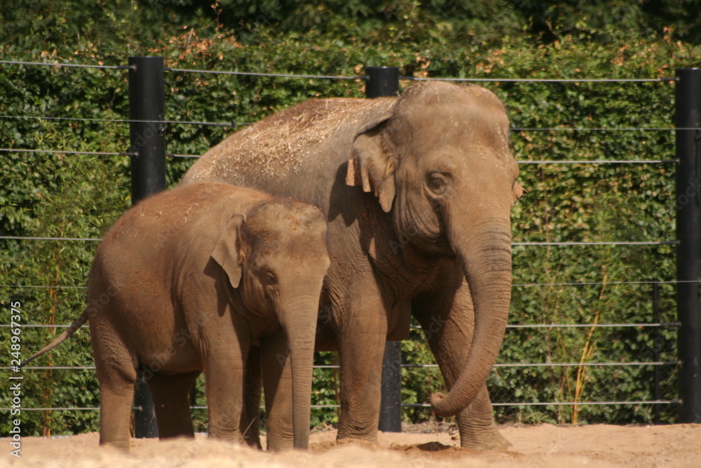 Fototapeta premium elephant family