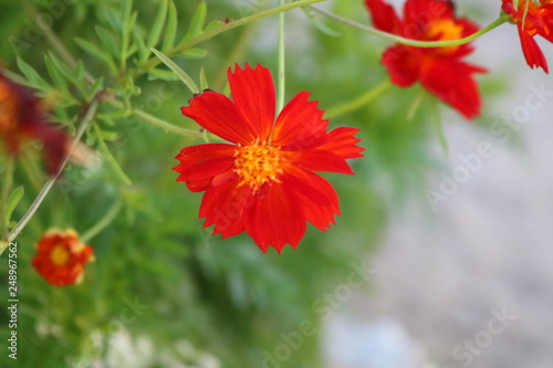 red flower 