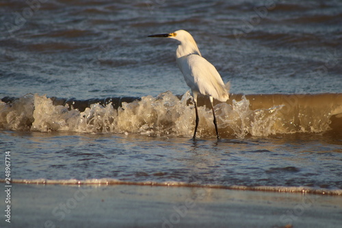 heron in the sea