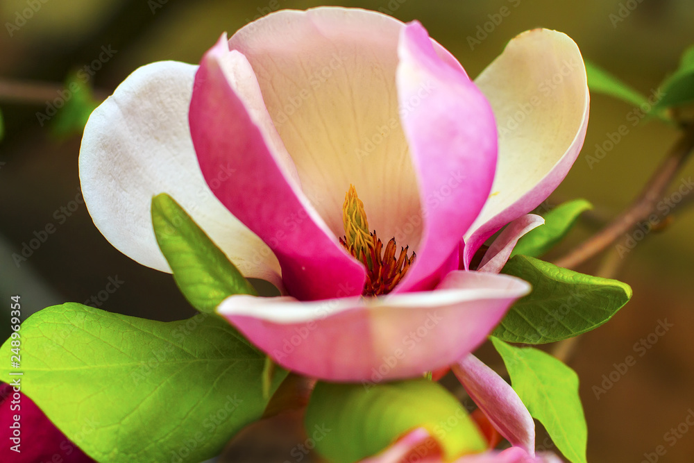 Beautiful spring floral background with pink magnolia flowers. Beautiful spring floral background with pink magnolia flowers.