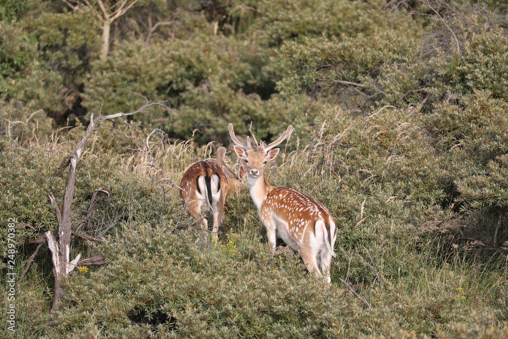Naklejka premium beautiful spotted fallow deer grazing in natural habitat