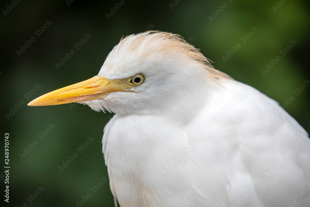 close-up view of beautiful white cattle egret in wildlife close-up view of beautiful white cattle egret in wildlife