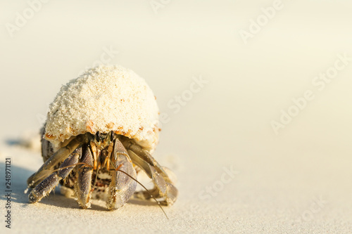 Murais de parede Small hermit crab walking on sand