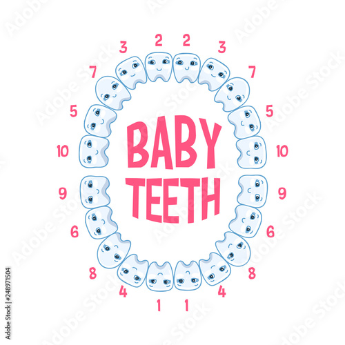 Baby teeth in a child, teeth infographics. Vector illustration of pediatric dentistry