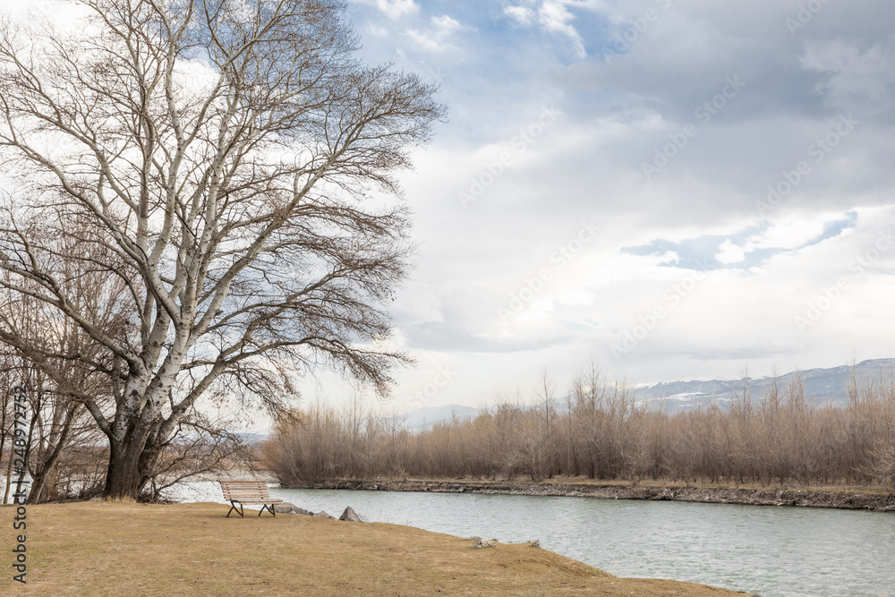 custom made wallpaper toronto digitalEmpty bench near a big old tree on the river coast. Uplistsikhe cave complex. Uplistsikhe. Georgia