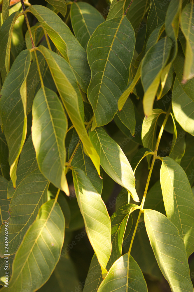 Fototapeta premium Branches of a walnut