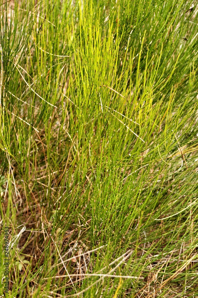 Equisetum Arvense plant texture Equisetum Arvense plant texture