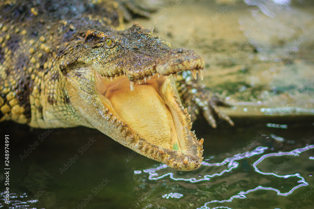 Obraz premium Crocodile open jaws ready to strike
