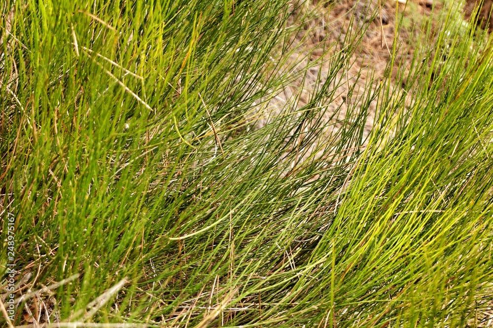 Equisetum Arvense plant texture