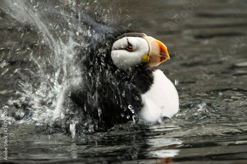 Horned puffin (Fratercula corniculata);  Alaska photo