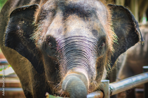 Young elephant is chained and it eye with tears look so pitiful.