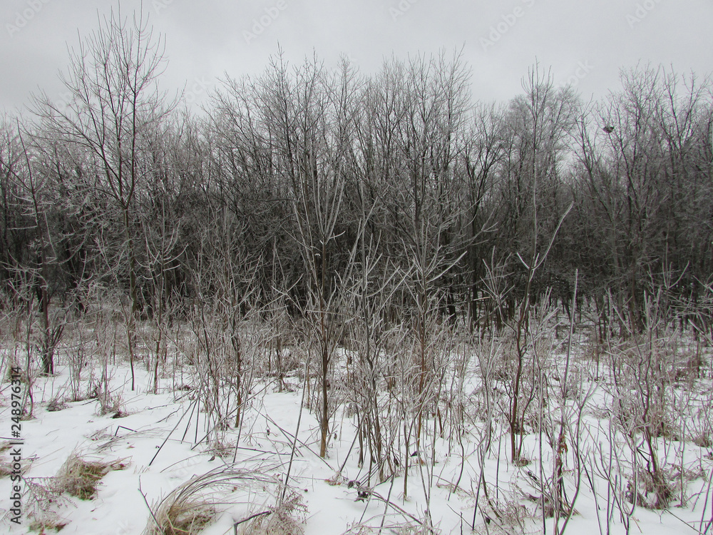 Bunker Hill Woods forest after an ice storm in Niles, Illinois Bunker Hill Woods forest after an ice storm in Niles, Illinois