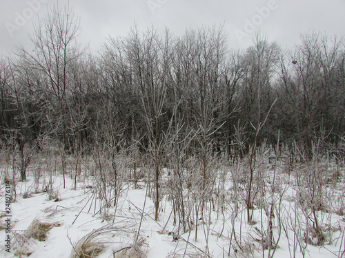 Bunker Hill Woods forest after an ice storm in Niles, Illinois