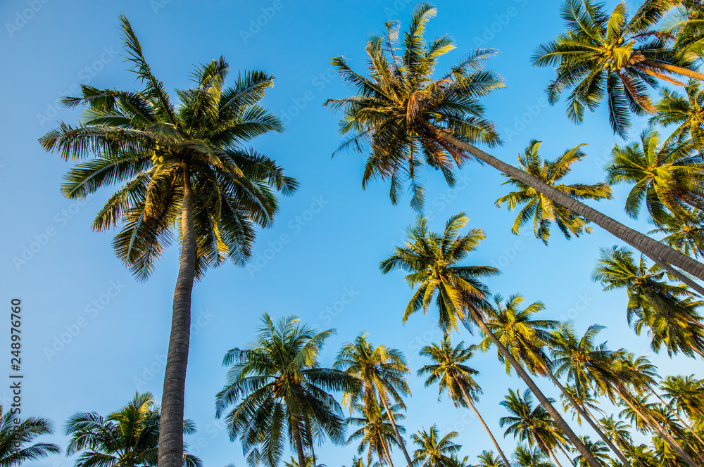 Afternoon in the garden with coconut trees.7