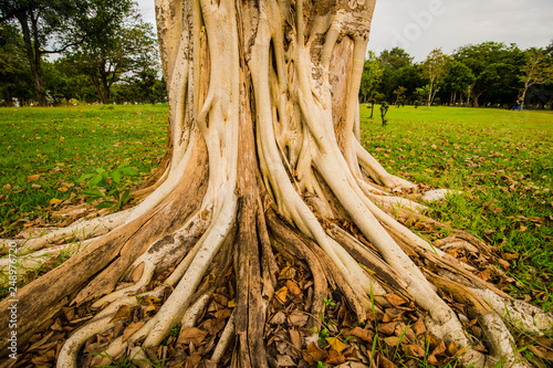 Banyan tree in the garden of one 2